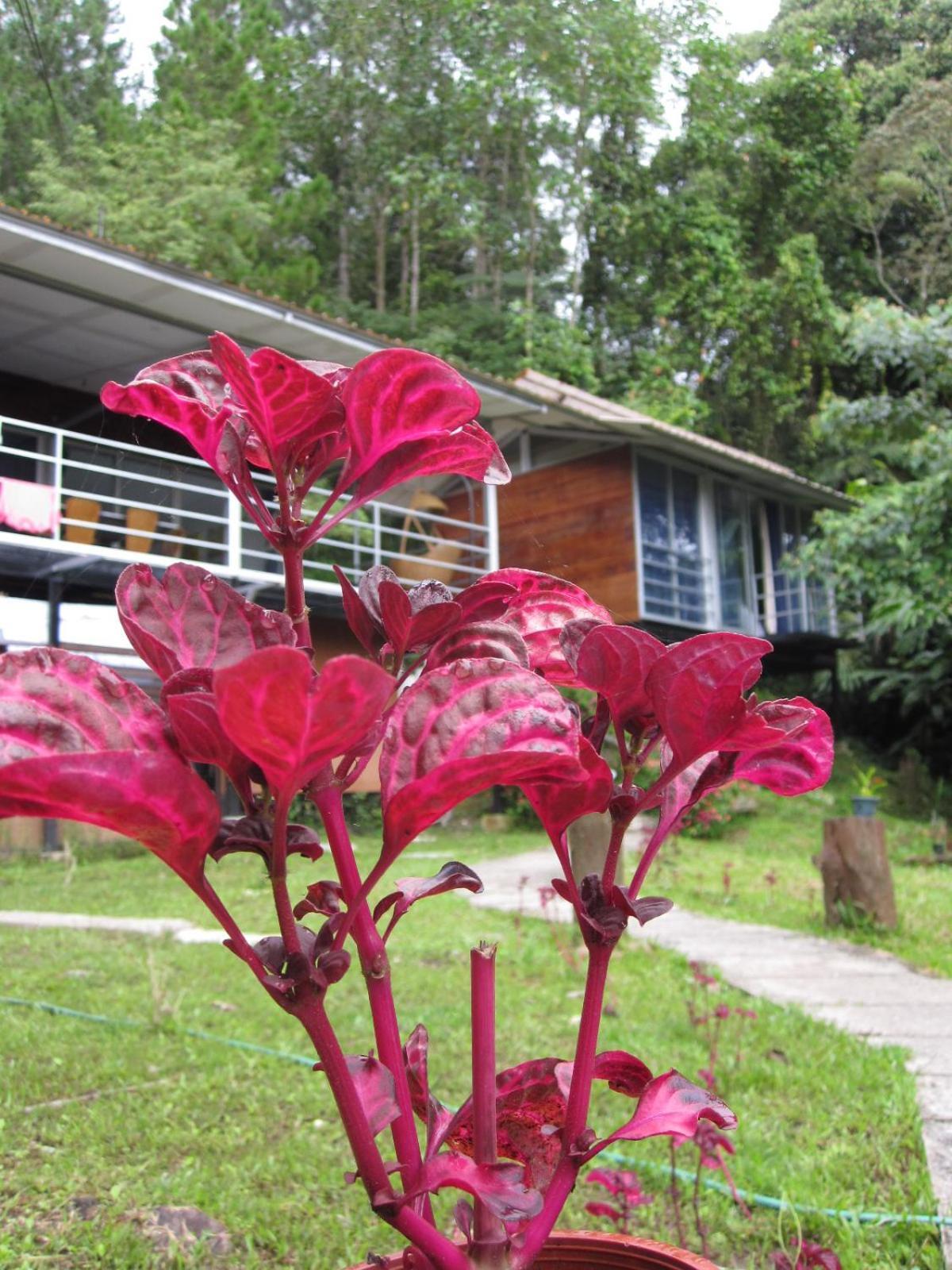 J Residence Kundasang Exterior photo